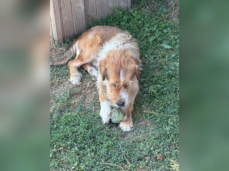 Bruno, toller Riese