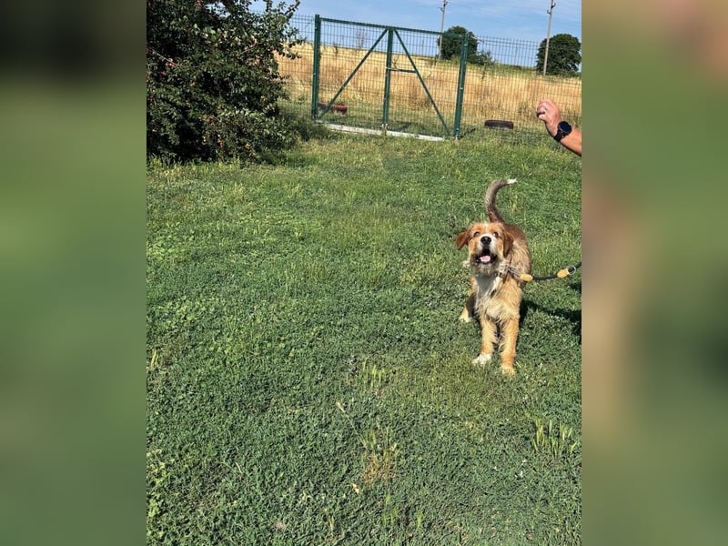 Bruno, toller Riese