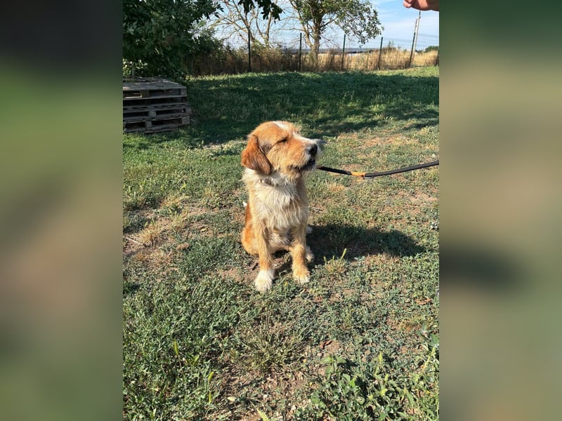 Bruno, toller Riese