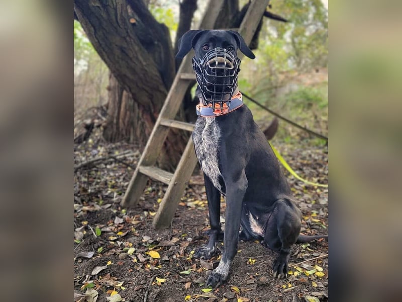 Kaja - sensibler Doggen-Mix