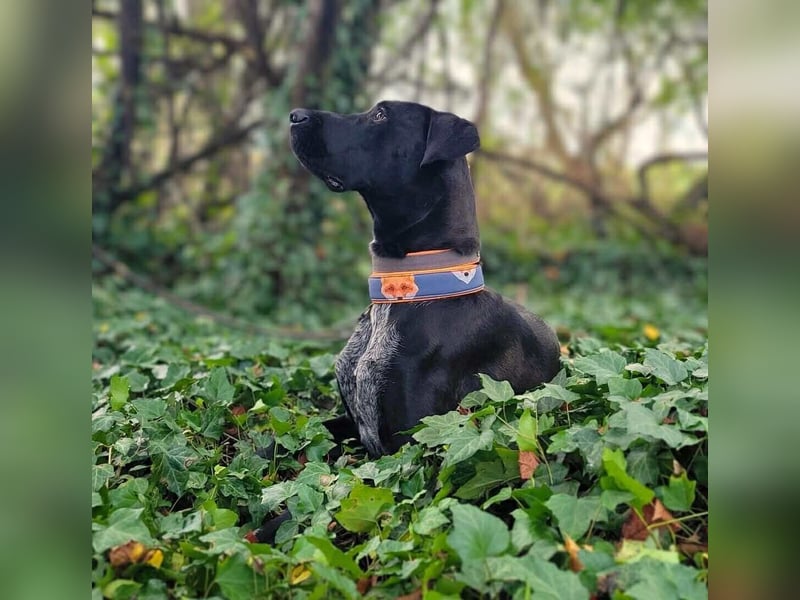 Kaja - sensibler Doggen-Mix