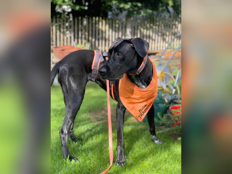 Kaja - sensibler Doggen-Mix