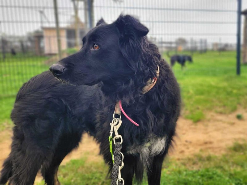 Kira - mit Traumhundpotenzial