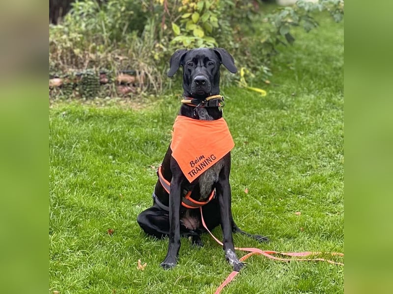 Kaja - sensibler Doggen-Mix