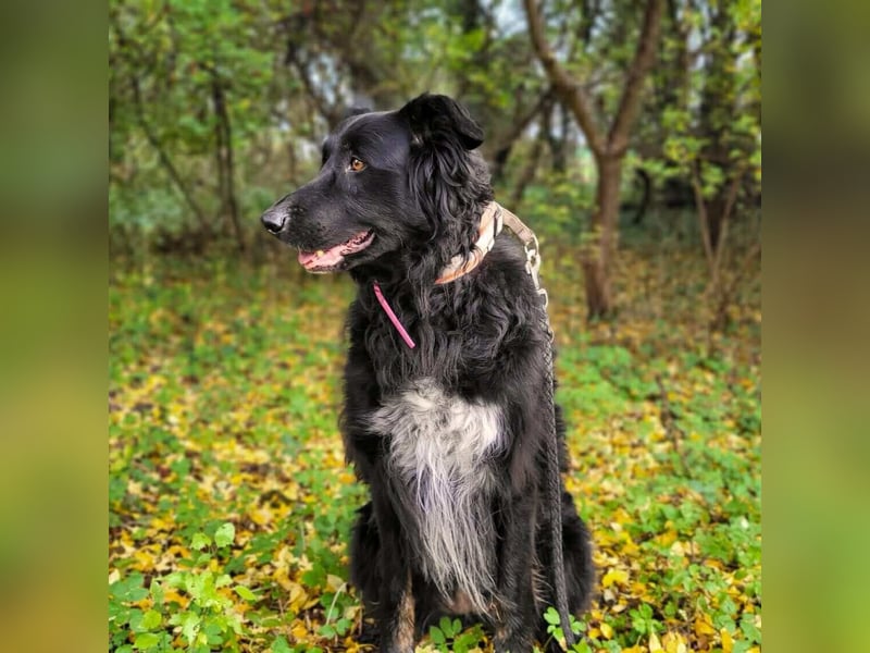 Kira - mit Traumhundpotenzial