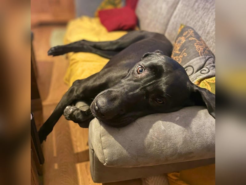 Kaja - sensibler Doggen-Mix