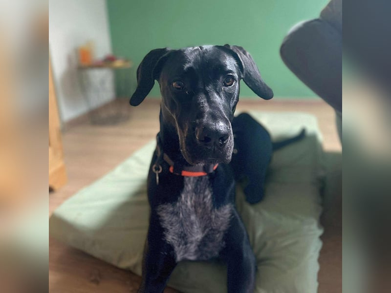 Kaja - sensibler Doggen-Mix