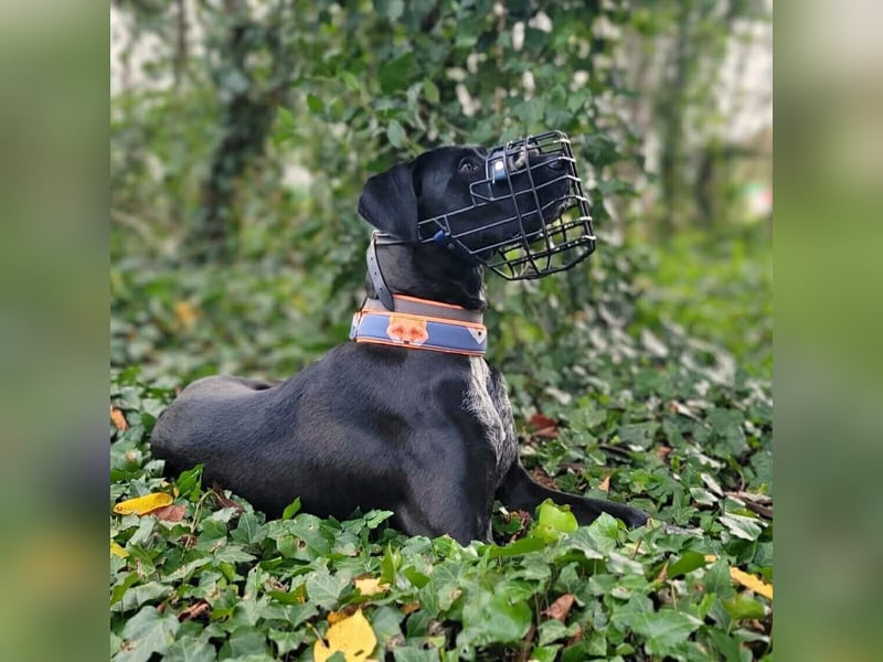 Kaja - sensibler Doggen-Mix