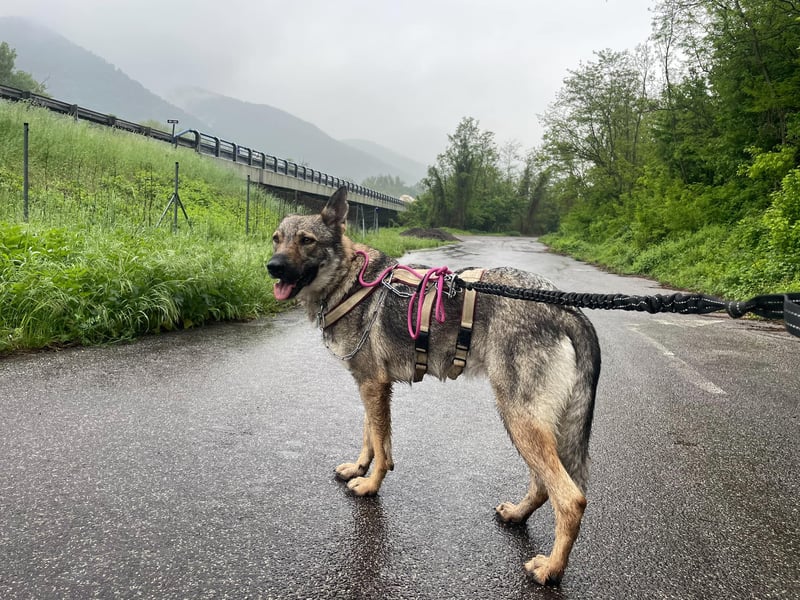 Tanka - freundlich, aktiv