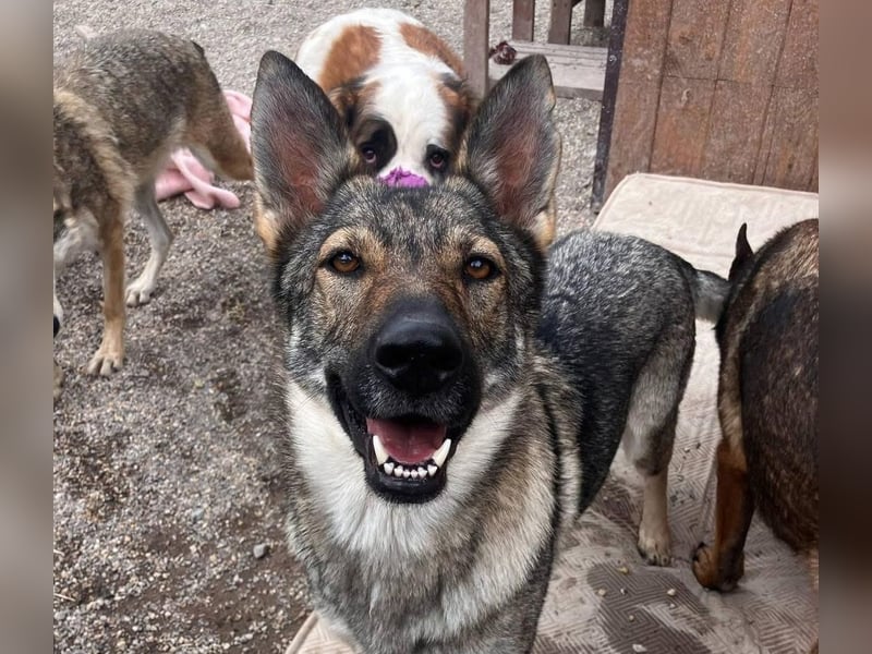 Tanka - freundlich, aktiv