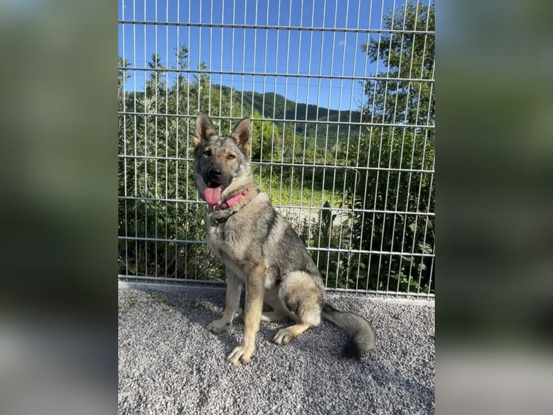 Tanka - freundlich, aktiv