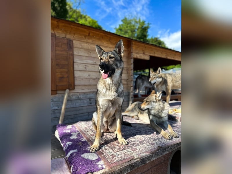 Tanka - freundlich, aktiv