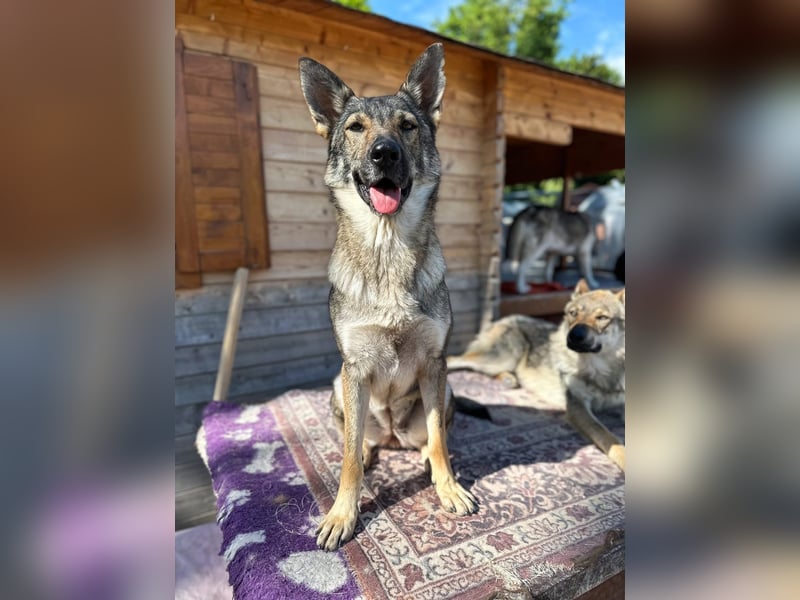 Tanka - freundlich, aktiv