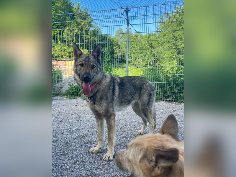 Tanka - freundlich, aktiv