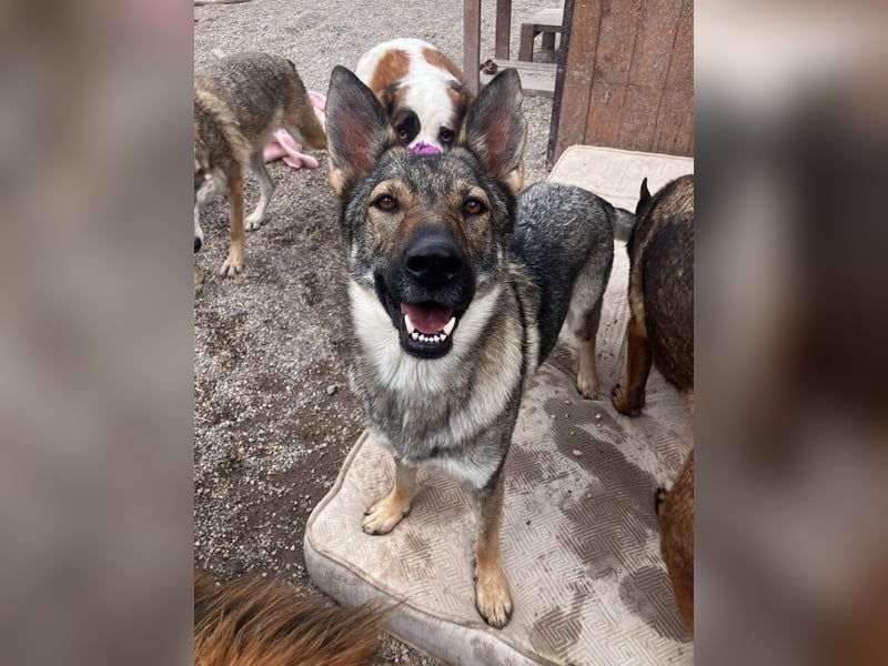 Tanka - freundlich, aktiv