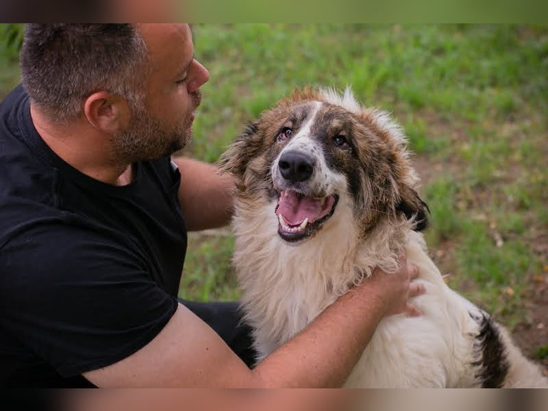 Simba: Riese mit viel Charme