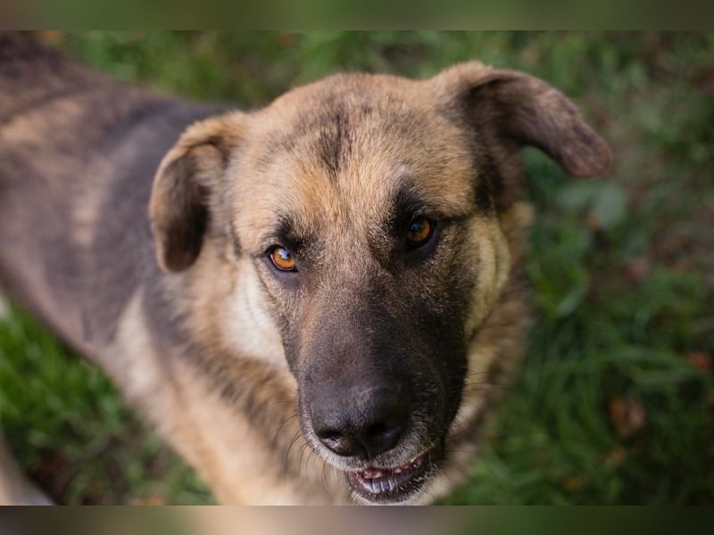 Tero: sucht ein Zuhause