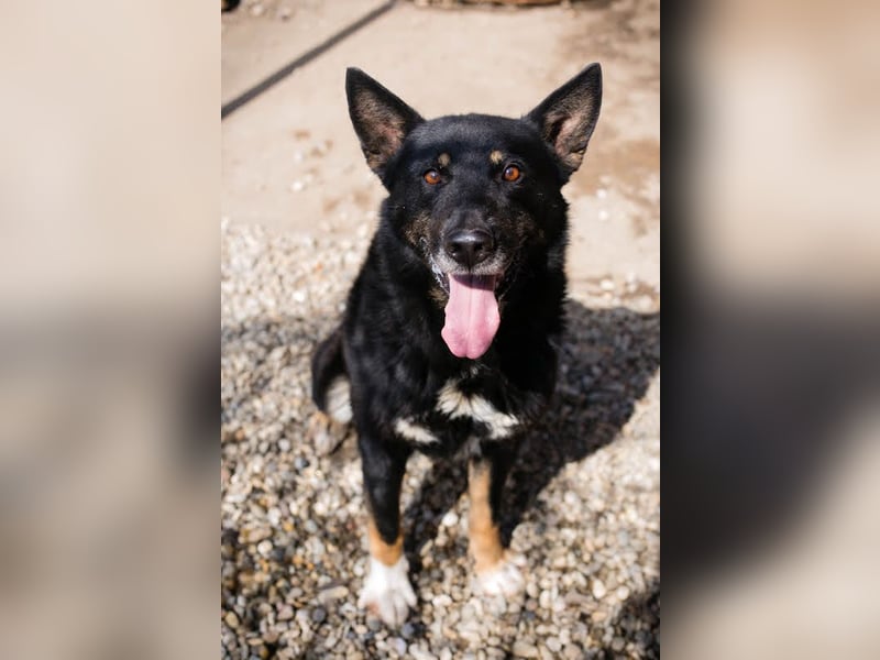 Watson: der lebensfrohe Schatz