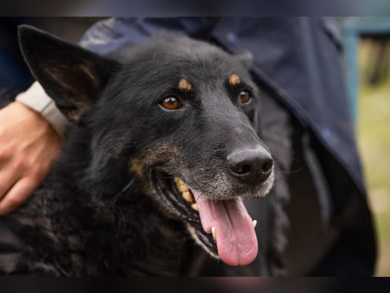 Watson: der lebensfrohe Schatz