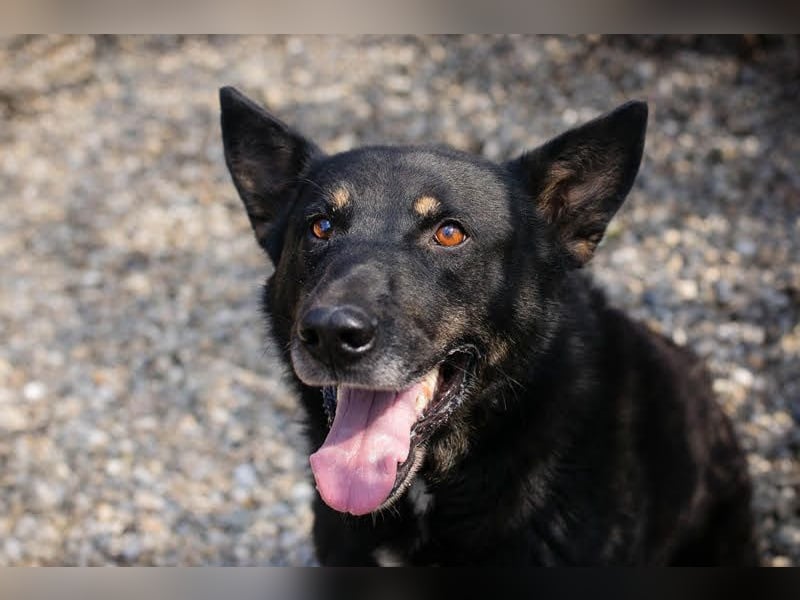 Watson: der lebensfrohe Schatz