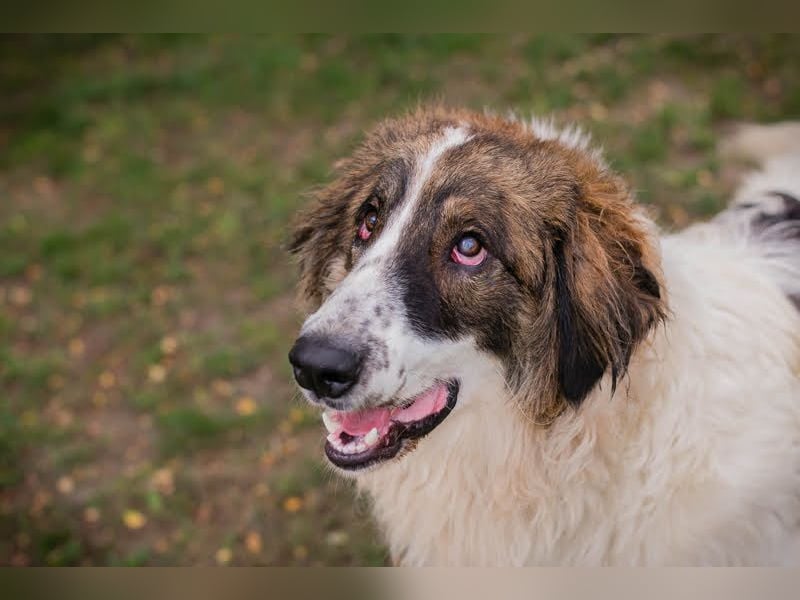 Simba: Riese mit viel Charme