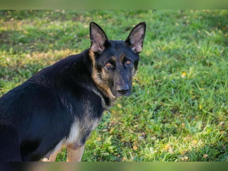 Hailey: Liebevolle Hundedame