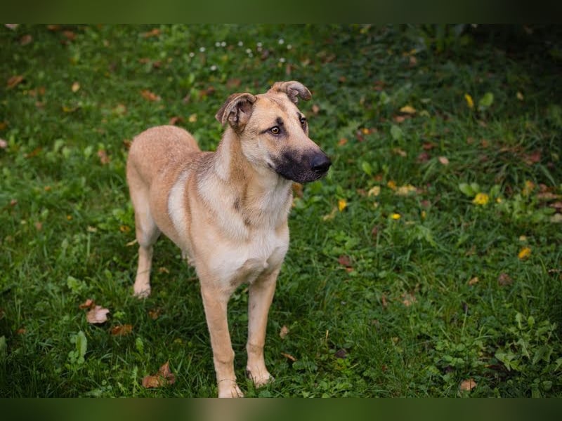 Beethoven: Ode an die Liebe