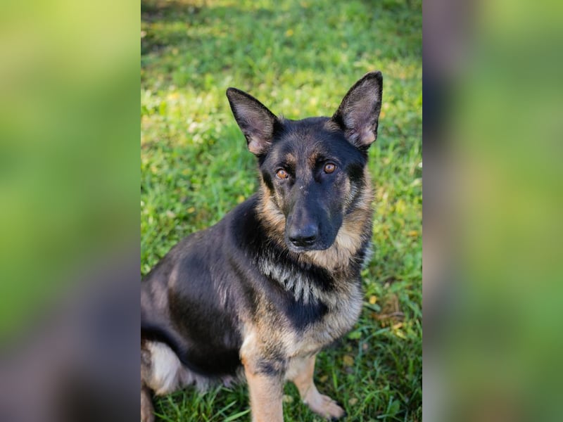 Hailey: Liebevolle Hundedame