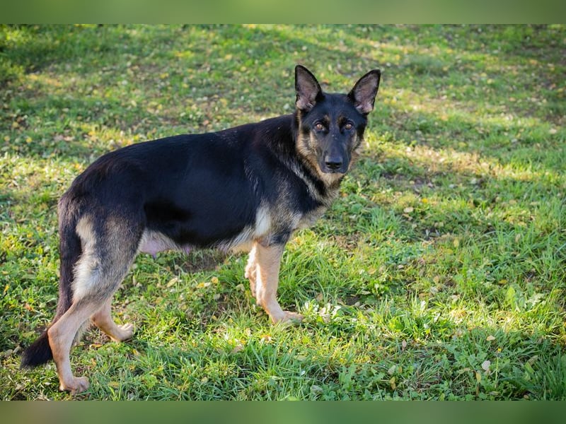 Hailey: Liebevolle Hundedame
