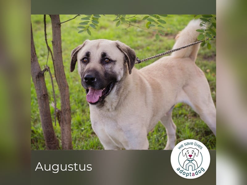 Augustus: Sanfter Riese