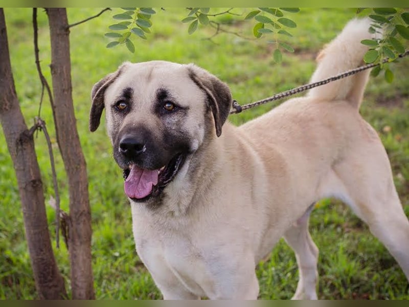 Augustus: Sanfter Riese