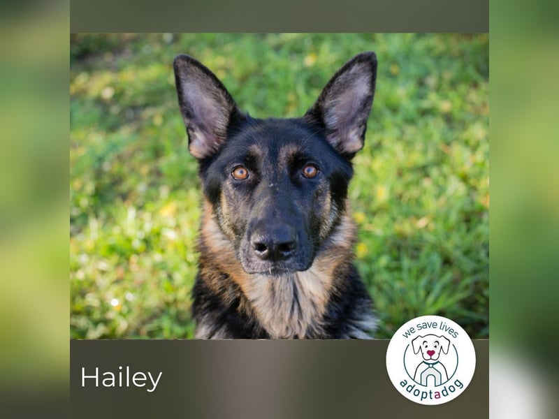 Hailey: Liebevolle Hundedame