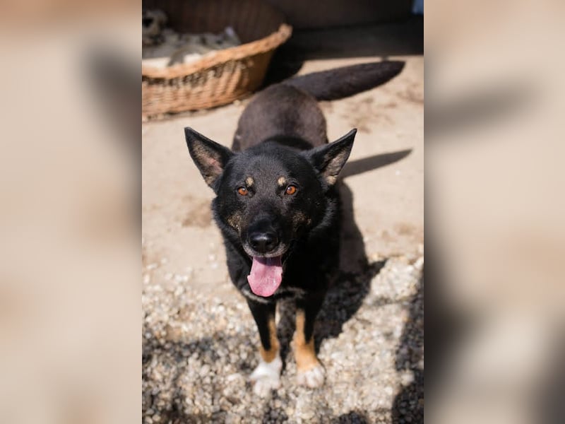 Watson: der lebensfrohe Schatz