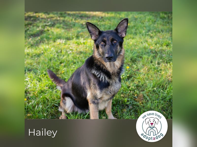 Hailey: Liebevolle Hundedame