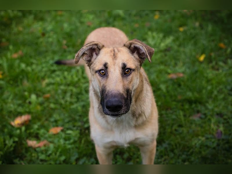 Beethoven: Ode an die Liebe