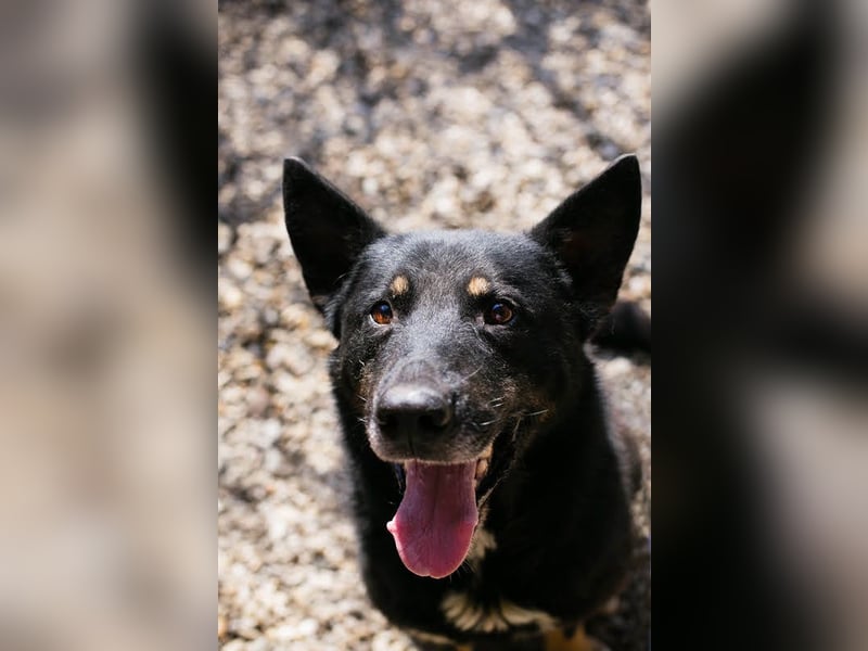 Watson: der lebensfrohe Schatz