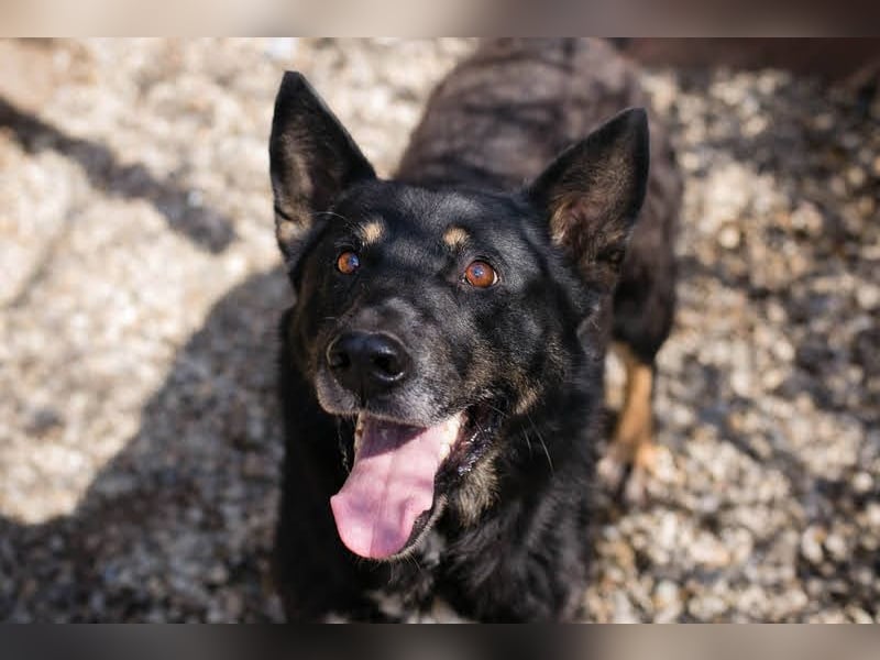 Watson: der lebensfrohe Schatz