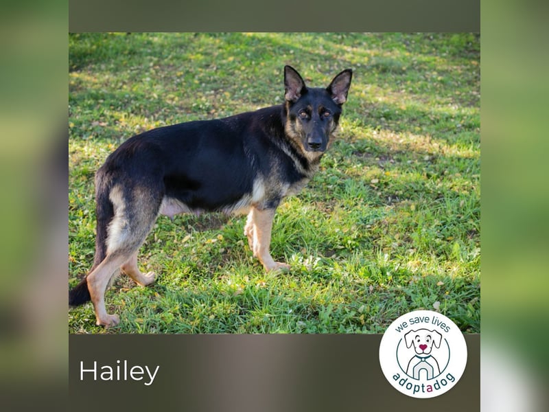 Hailey: Liebevolle Hundedame