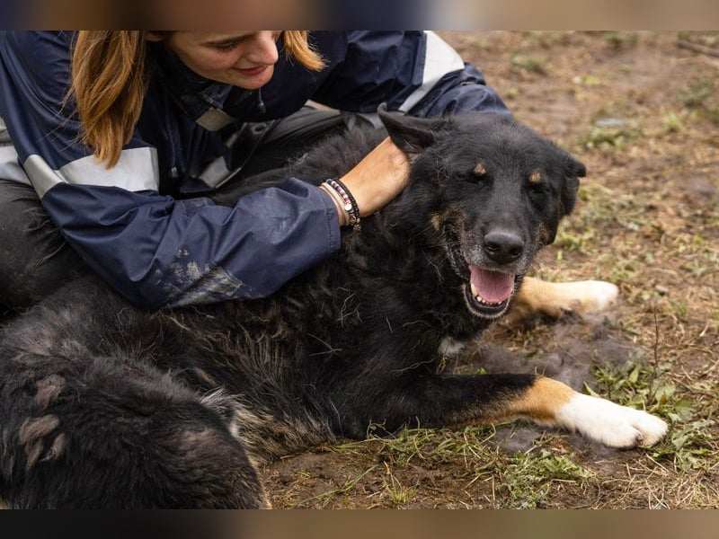 Watson: der lebensfrohe Schatz