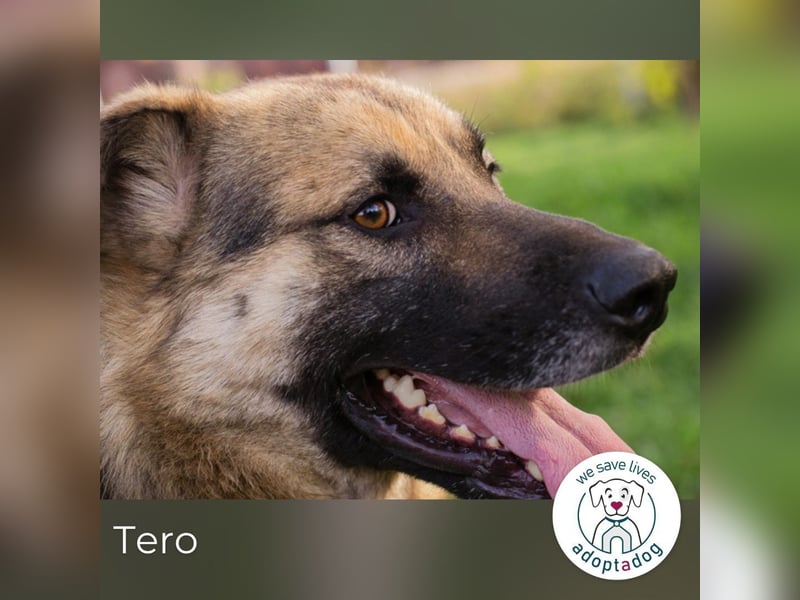 Tero: sucht ein Zuhause