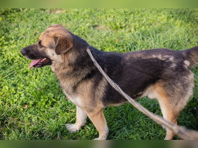 Tero: sucht ein Zuhause