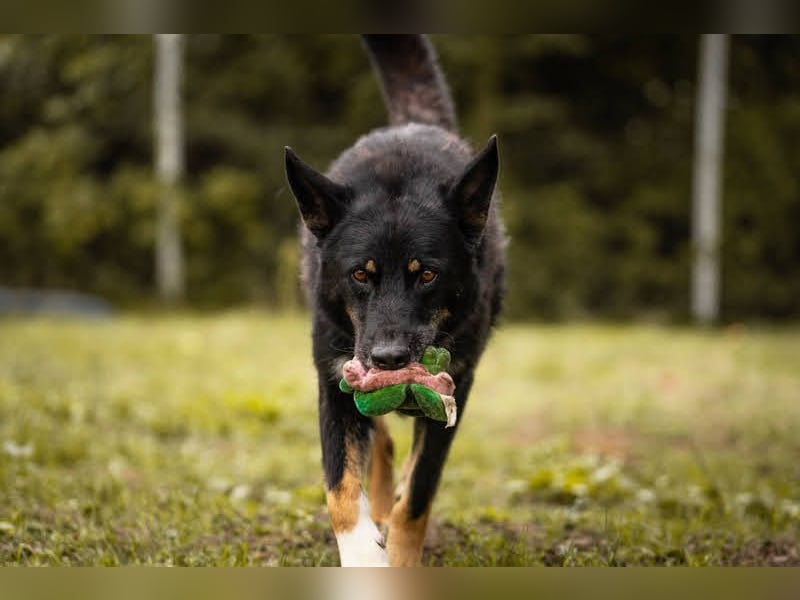 Watson: der lebensfrohe Schatz