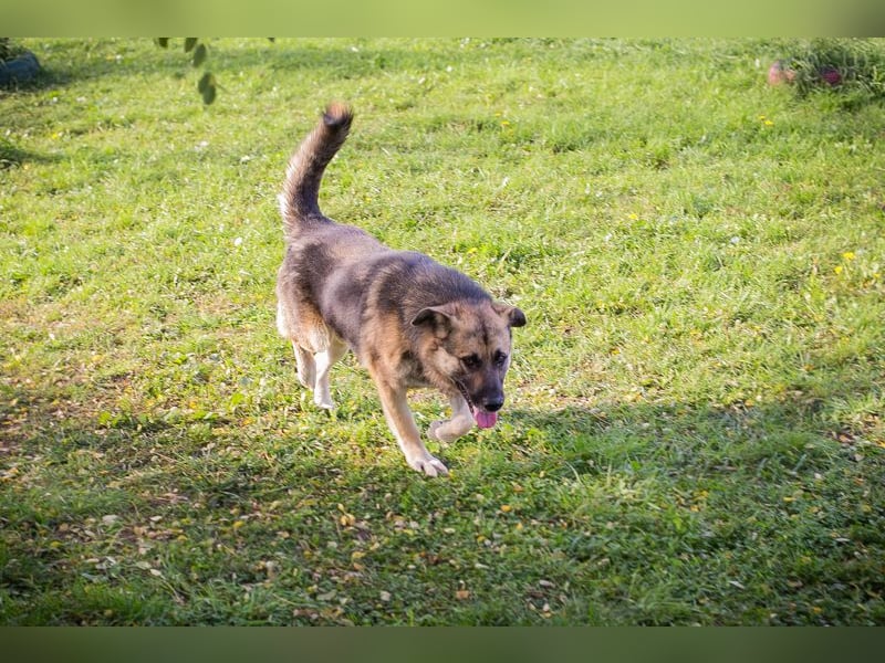 Tero: sucht ein Zuhause