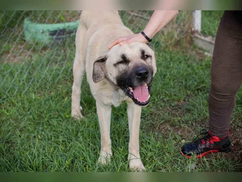 Augustus: Sanfter Riese