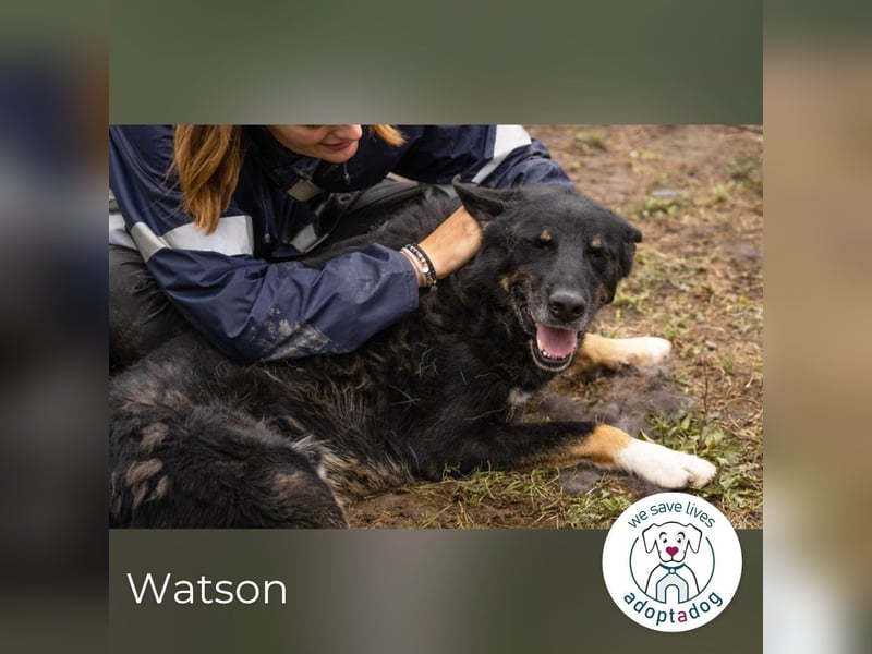 Watson: der lebensfrohe Schatz