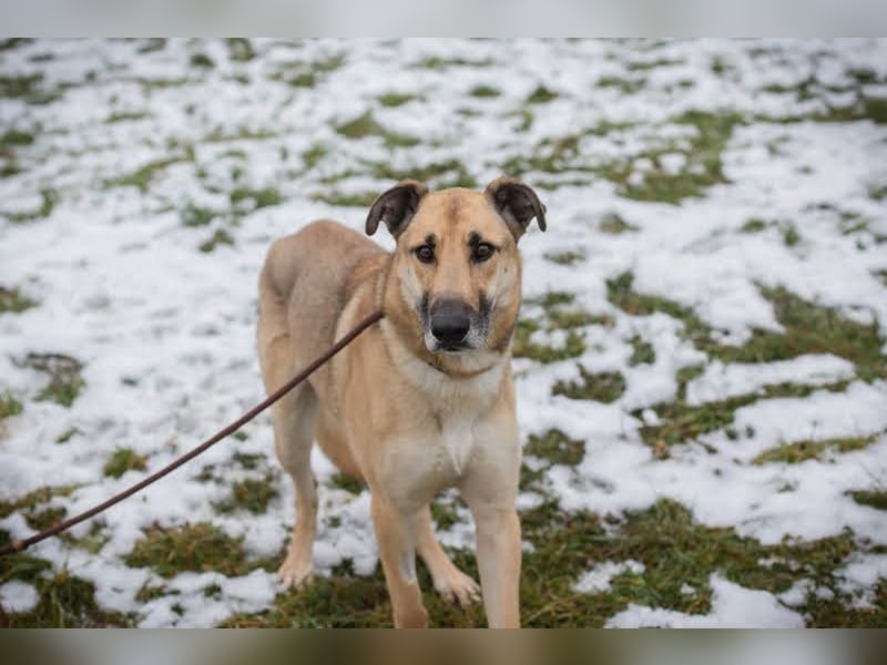 Beethoven: Ode an die Liebe