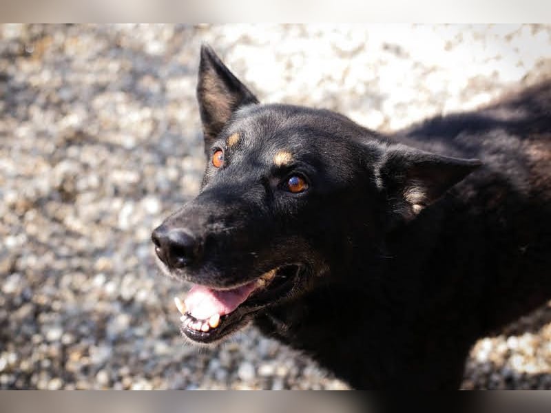 Watson: der lebensfrohe Schatz