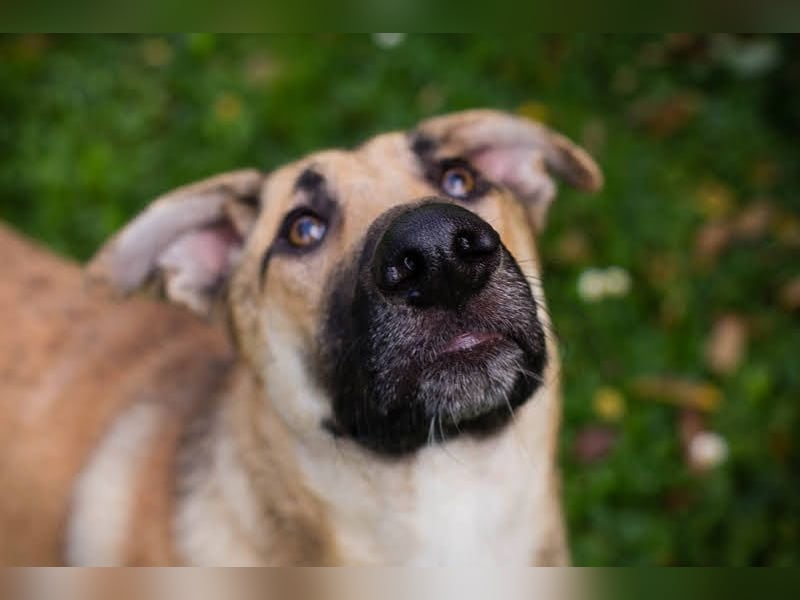 Beethoven: Ode an die Liebe