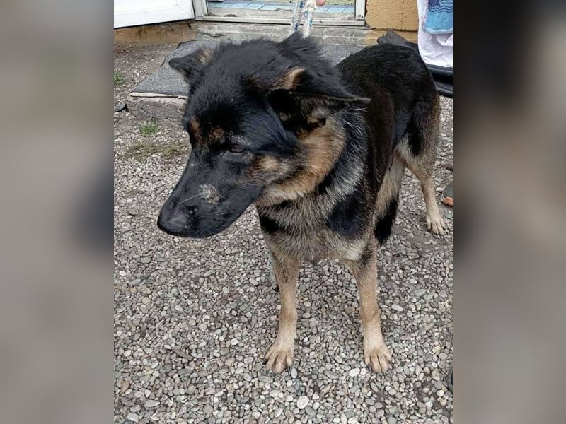 Hailey: Liebevolle Hundedame