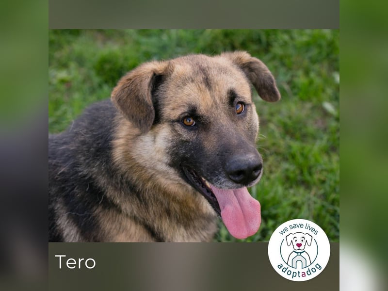 Tero: sucht ein Zuhause